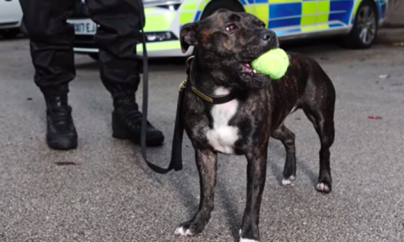 野良犬だったスタッフォードシャー・ブル・テリアが優秀な警察犬になって大活躍(イギリス)