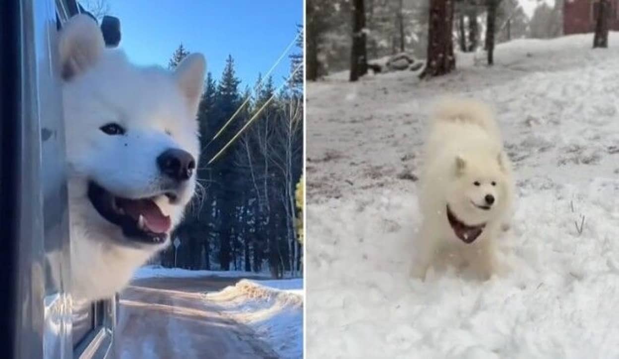 「白い？寒い！めっちゃ嬉しい！！」ロサンゼルスからコロラドへ、サモエド犬のお引っ越し