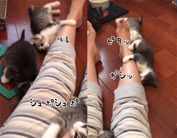 おどろきの吸着力。もはやハエ取り紙と化している子猫ホイホイな飼い主の脚