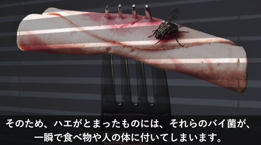 閲覧注意 たまにハエが食べ物についたりするけど 実はかなりやばいらしい アノまとめ 閲覧注意 たまにハエが食べ物についたりするけど 実はかなりやばいらしい アノまとめ
