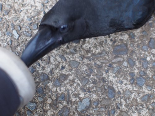 やばたんまとめ カラス語をマスターしたネット民 実際にカラス相手に使用した結果ｗｗｗｗｗｗ Livedoor Blog ブログ