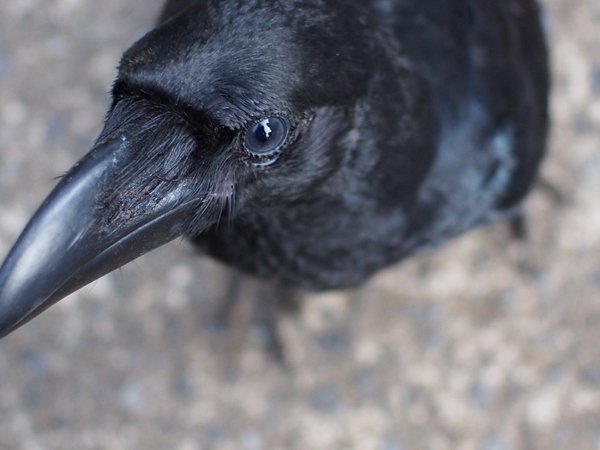 やばたんまとめ カラス語をマスターしたネット民 実際にカラス相手に使用した結果ｗｗｗｗｗｗ Livedoor Blog ブログ