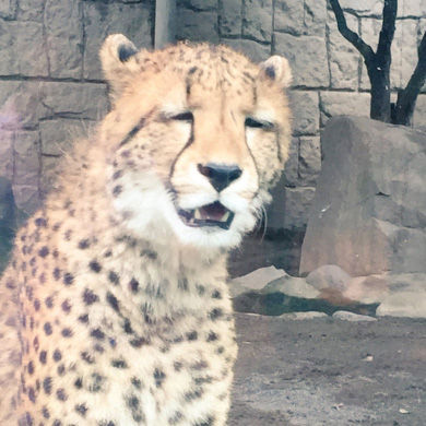 やばたんまとめ 顔がへろへろの間抜けな顔をしたチーターが撮影されてしまうwww Livedoor Blog ブログ やばたんまとめ 顔がへろへろの間抜けな顔をしたチーターが撮影されてしまうwww Livedoor Blog ブログ