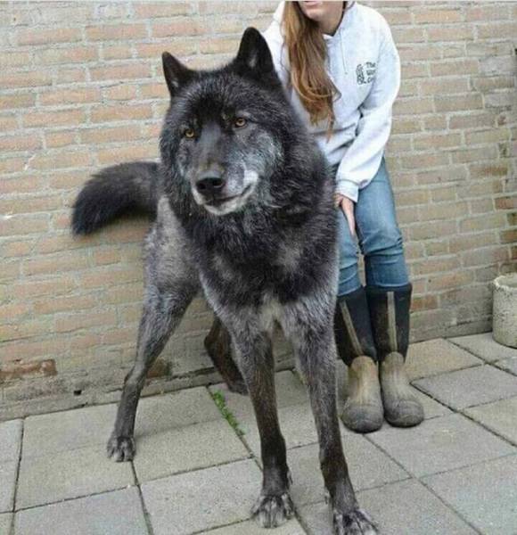 やばたんまとめ ウルフドッグ というオオカミと犬のハイブリットがまじでかっこよすぎる件 Livedoor Blog ブログ やばたんまとめ ウルフドッグ というオオカミと犬のハイブリットがまじでかっこよすぎる件 Livedoor Blog ブログ
