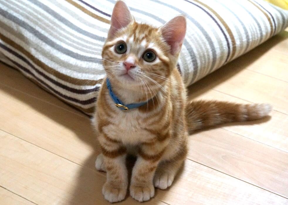 やばたんまとめ 炎上 猫の虐待動画をtiktokに公開し炎上 あの有名人もガチ切れする事態に Livedoor Blog ブログ やばたんまとめ 炎上 猫の虐待動画をtiktokに公開し炎上 あの有名人もガチ切れする事態に Livedoor Blog ブログ