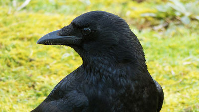 やばたんまとめ カラス語をマスターしたネット民 実際にカラス相手に使用した結果ｗｗｗｗｗｗ Livedoor Blog ブログ