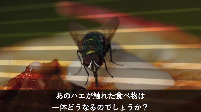 閲覧注意 たまにハエが食べ物についたりするけど 実はかなりやばいらしい アノまとめ 閲覧注意 たまにハエが食べ物についたりするけど 実はかなりやばいらしい アノまとめ