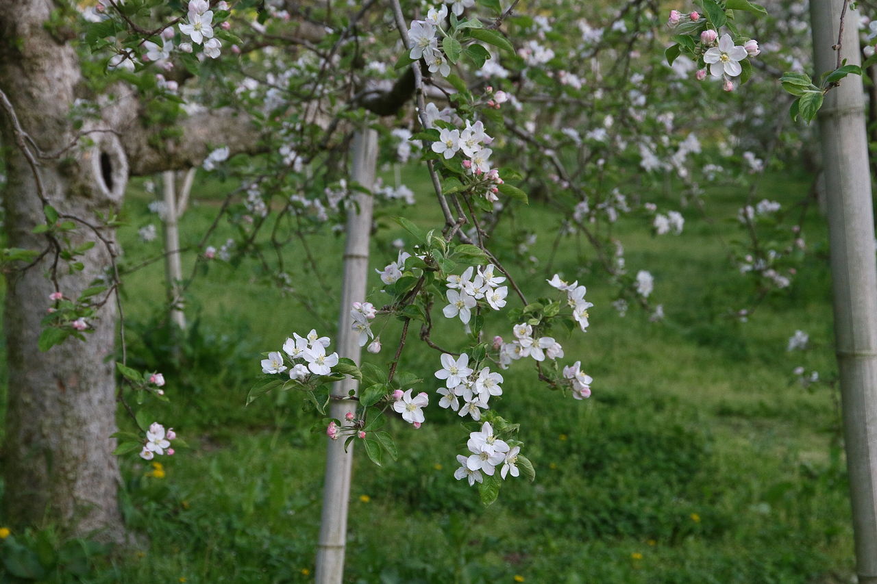 リンゴの花の季節です 手打ちそば日記