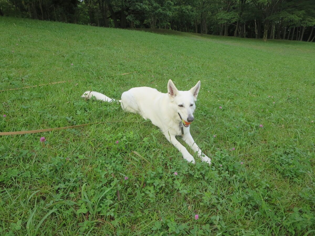 久しぶりに走った ずっと一緒