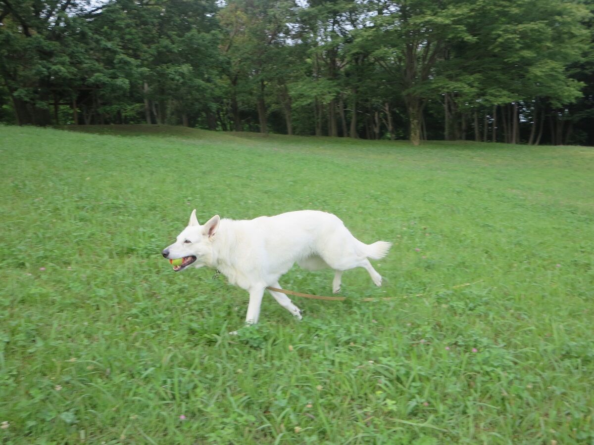久しぶりに走った ずっと一緒