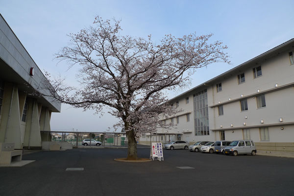 八街中央中学校の桜
