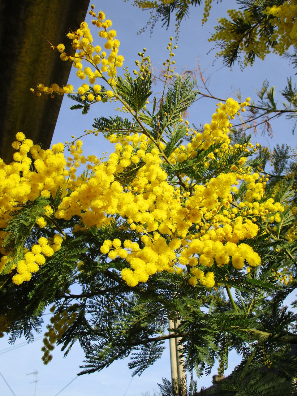 三度目の正直 ミモザへの挑戦 シャルバーグ八千代の フランスの田舎から