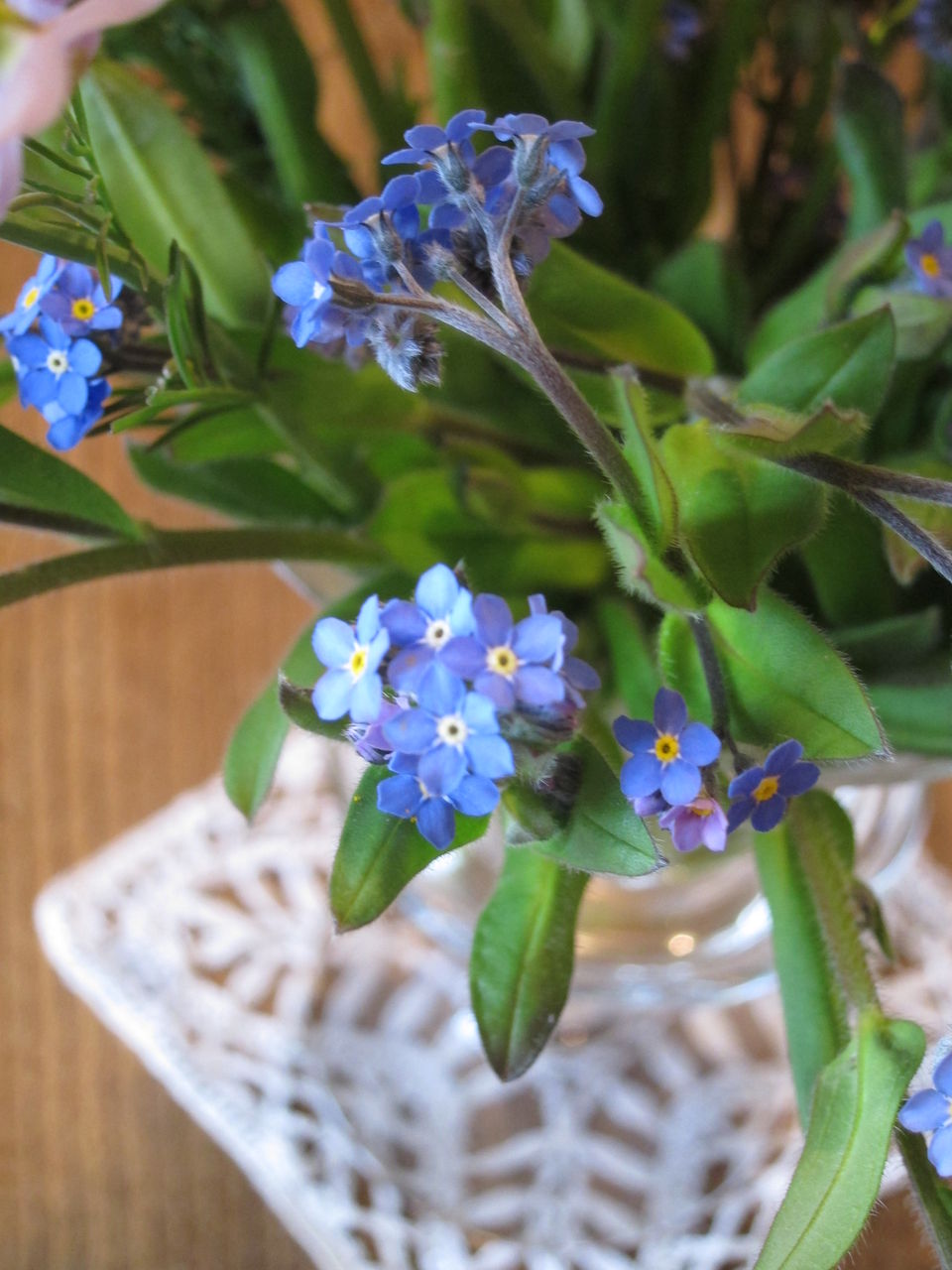 春を彩る 忘れな草 が好きです シャルバーグ八千代の フランスの田舎から