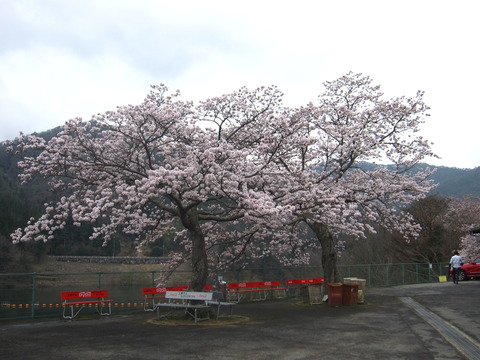 標本木4月9日