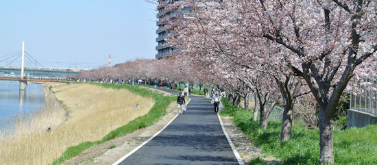 240414-4.hayamimi.jpg