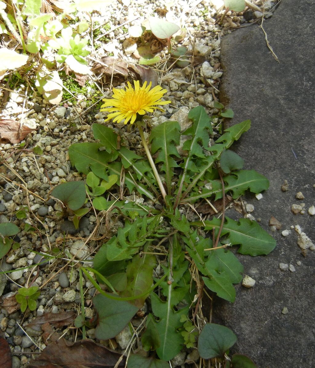 一輪のタンポポの花 夢道場