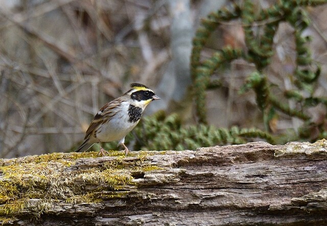 ミヤマホオジロ 田園の散歩道