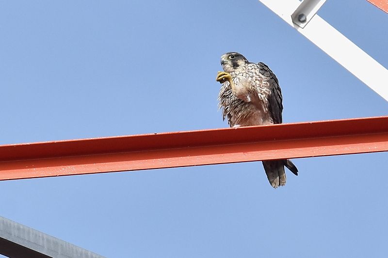 ハヤブサ幼鳥２ 野鳥は可愛い ２