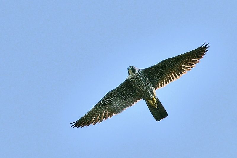ハヤブサ他 野鳥は可愛い ２