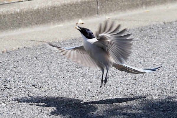 200514onaga09