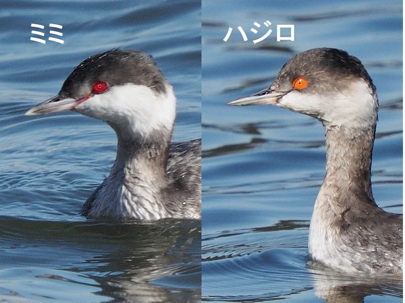 ミミとハジロ 野鳥は可愛い 2 ミミとハジロ 野鳥は可愛い 2