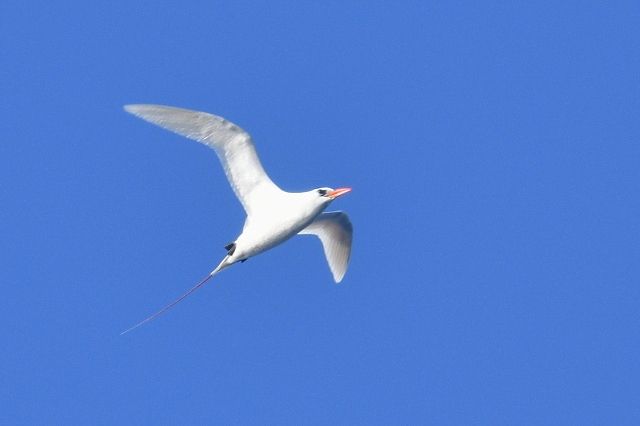 小笠原航路 T アカオネッタイチョウ シラオネッタイチョウ 野鳥は可愛い 2 小笠原航路 T アカオネッタイチョウ シラオネッタイチョウ 野鳥は可愛い 2