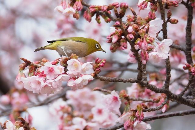 メジロと寒桜 野鳥は可愛い 2 メジロと寒桜 野鳥は可愛い 2