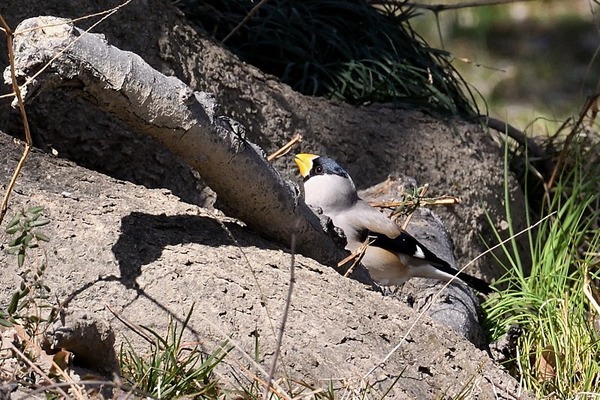 200224ikaru16