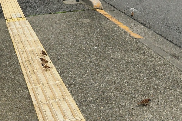 200523suzume8
