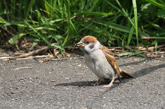 普通のスズメ幼鳥の砂浴び 野鳥は可愛い ２