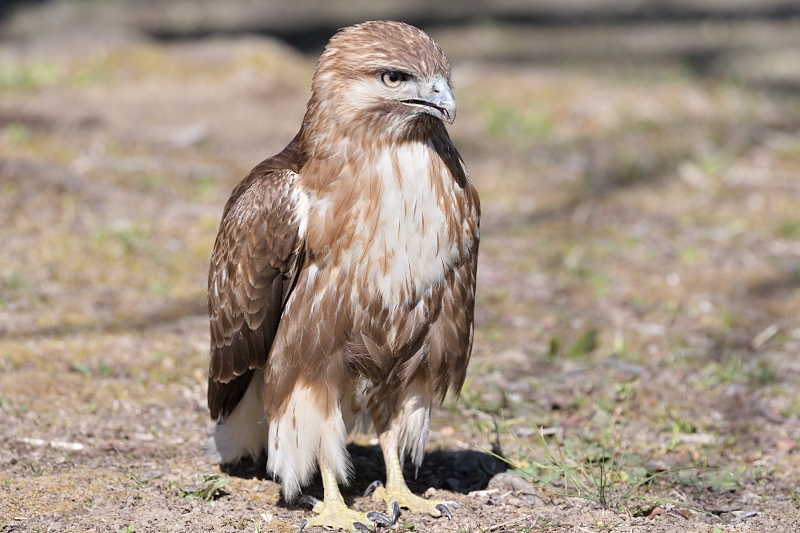 歩くノスリ 他 野鳥は可愛い ２