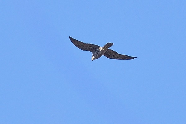 210209haya1