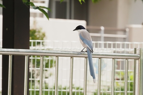 200528onaga4