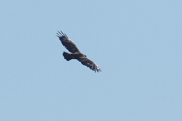 230805inu37