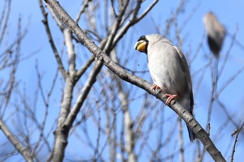 イカル が来た : 野鳥は可愛い♪ 2