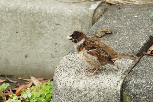 200523suzume2
