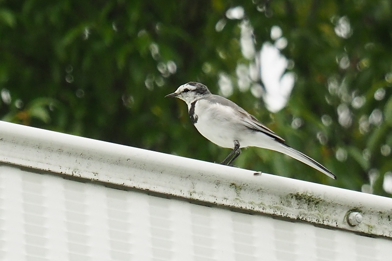 ９月１２日 スズメ雛 ハクセキレイ 野鳥は可愛い ２