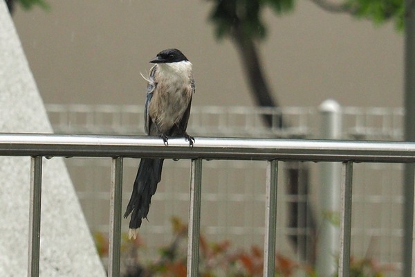 200516onaga2