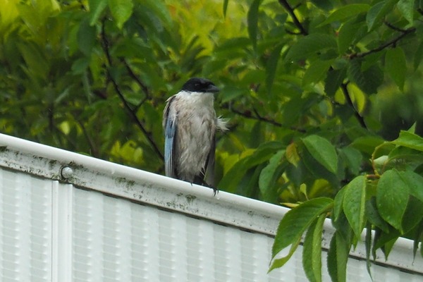 200516onaga1
