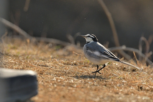 ハクセキレイ セグロセキレイ 他 野鳥は可愛い ２