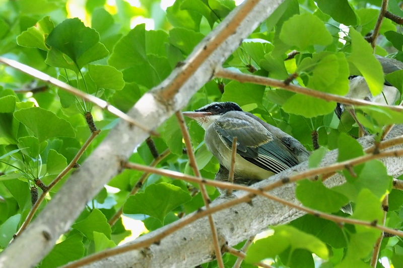 オナガの巣立ち雛 野鳥は可愛い ２