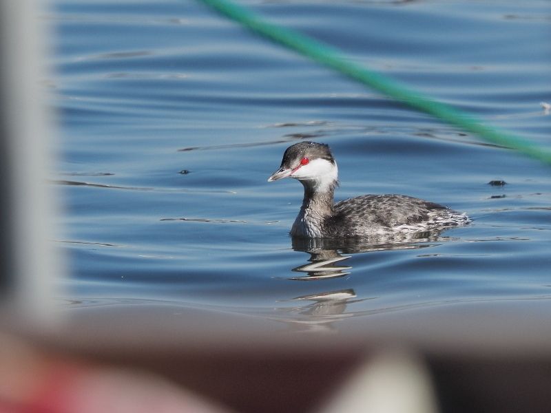 ミミとハジロ 野鳥は可愛い 2 ミミとハジロ 野鳥は可愛い 2