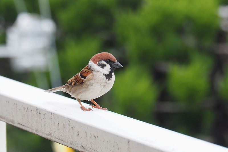 4月21日の スズメ 野鳥は可愛い 2 4月21日の スズメ 野鳥は可愛い 2