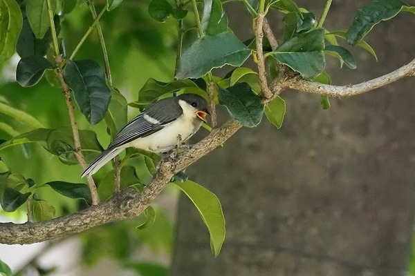 200529sijyu04