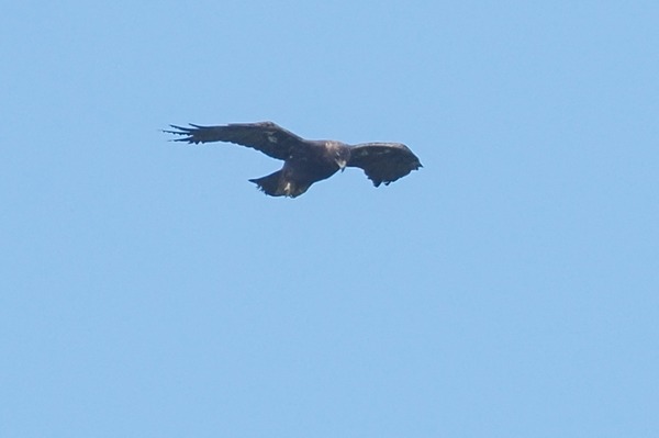 230805inu13