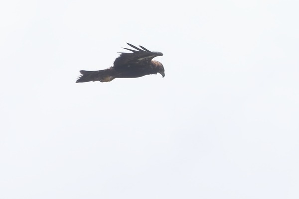 230805inu19