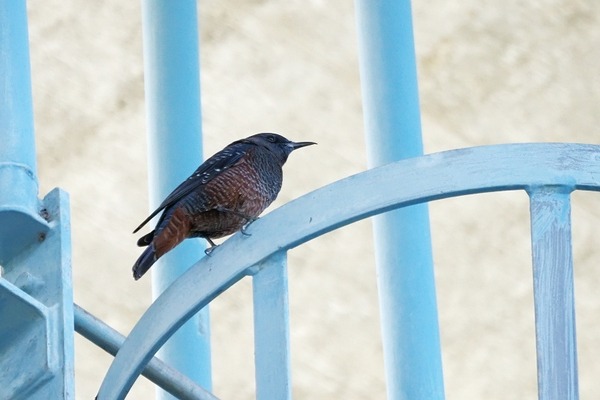 211030iso7