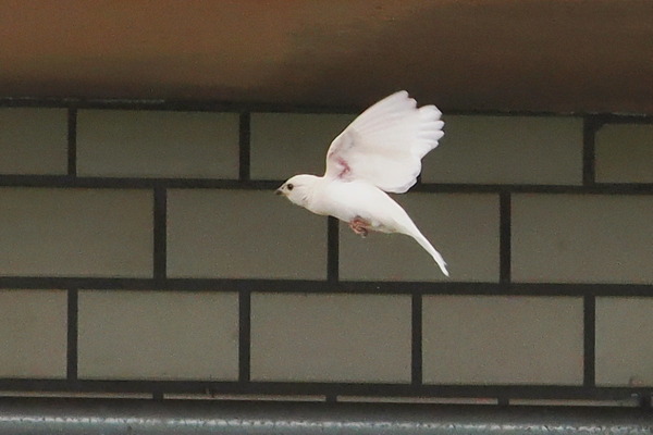 240629siro06
