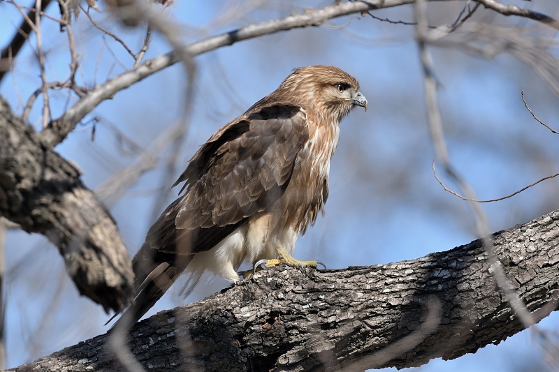 歩くノスリ 他 野鳥は可愛い ２