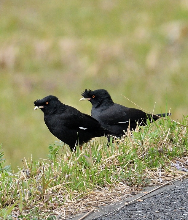 19年03月30日 野鳥は可愛い ２